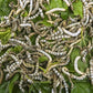 Silkworms For Reptiles - Hardtop Feed Company