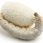 Buy Silkworms Silkworms - Hardtop Feed Company