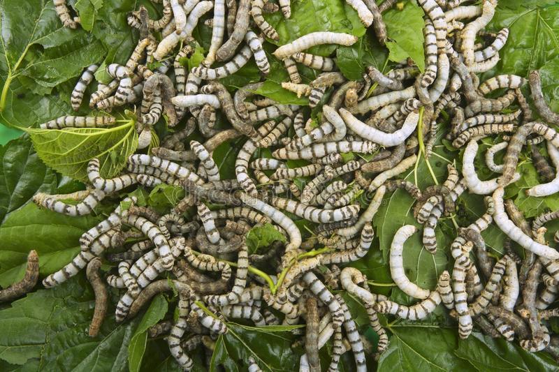 Silkworms For Reptiles - Hardtop Feed Company