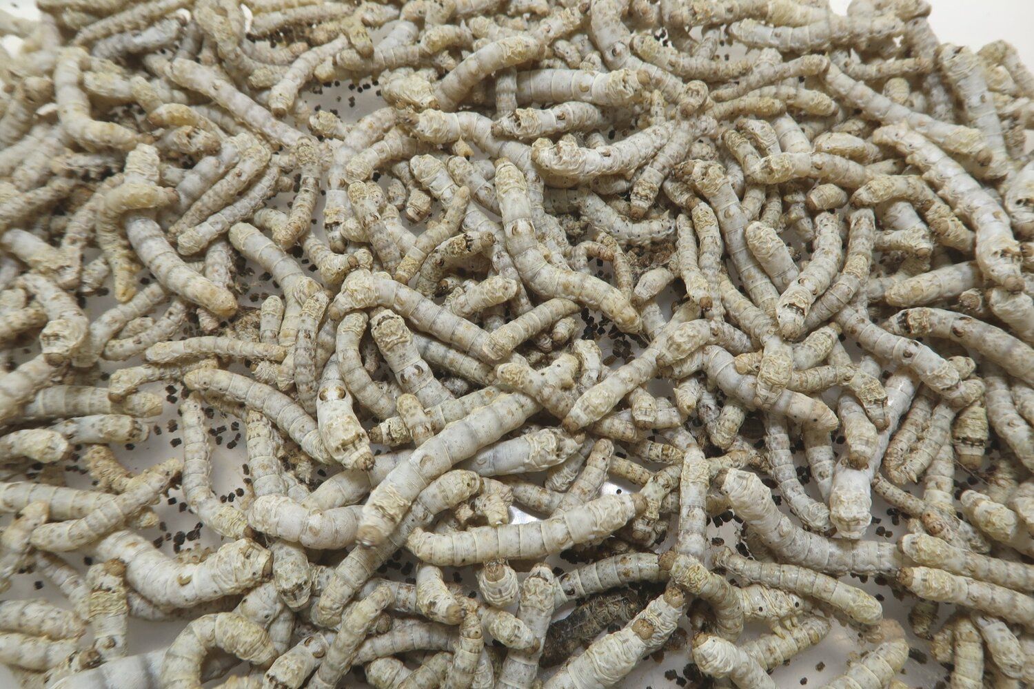 Bulk Silkworms - Hardtop Feed Company